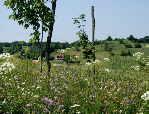 A Different Part of the Pig: Volunteering in Croatia