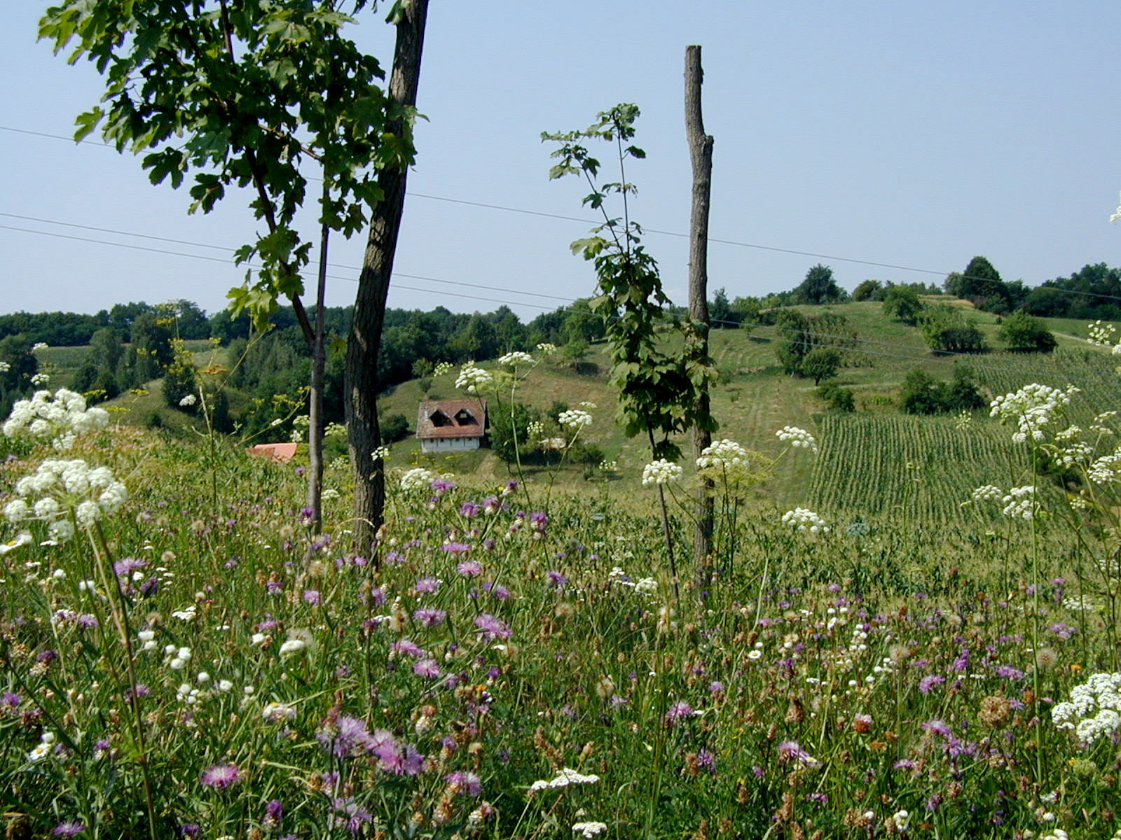 A Different Part of the Pig: Volunteering in Croatia
