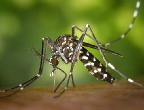 Dengue, Zika, Chikungunya, & Yellow Fever