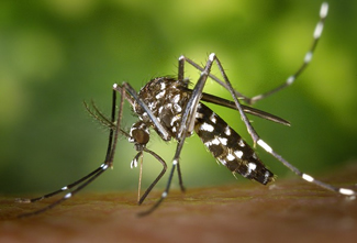Dengue, Zika, Chikungunya, & Yellow Fever