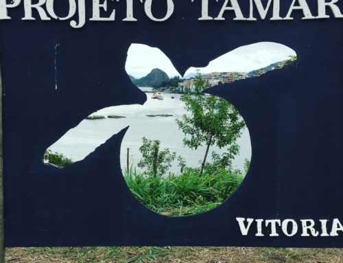 Projeto Tamar: Saving Sea Turtles along Brazil’s Coast