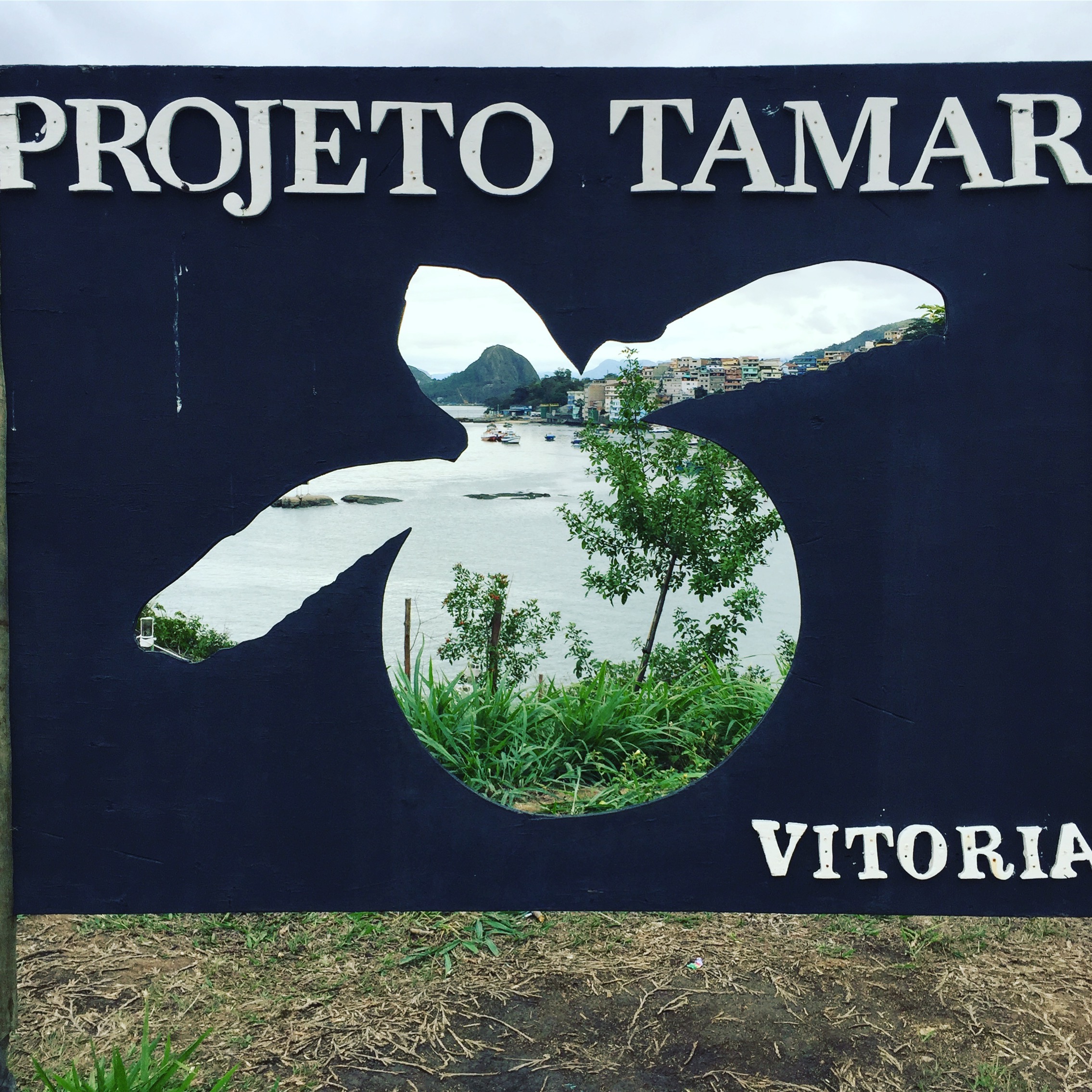 Projeto Tamar: Saving Sea Turtles along Brazil’s Coast